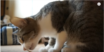 ひっつくガムテープと闘う猫