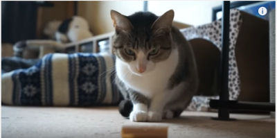 ひっつくガムテープと闘う猫