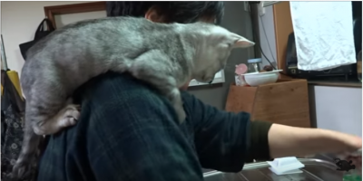 お母さんの肩から見る家事は楽しいニャー!