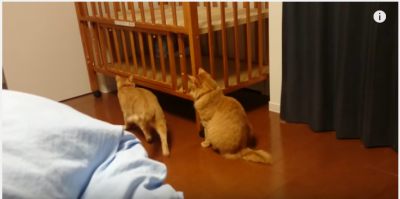 本能だけで行動してしまった猫に悲劇が!