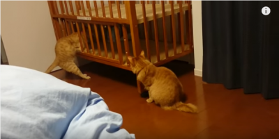 本能だけで行動してしまった猫に悲劇が!