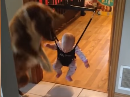 こうやるんだよ!赤ちゃんに見本を見せる犬