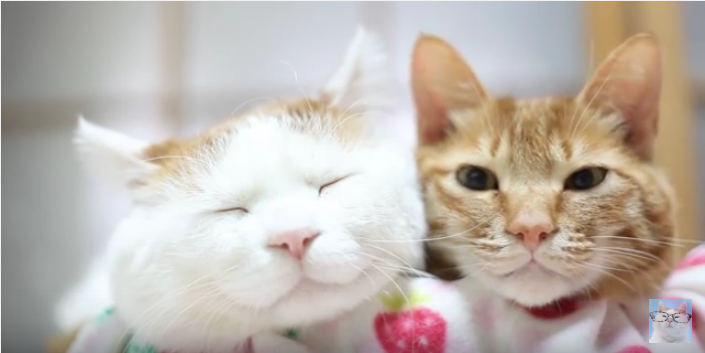 まるで天使の可愛さ、寄り添う猫