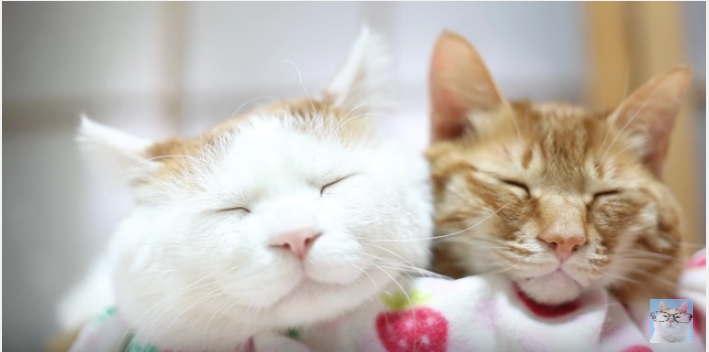 まるで天使の可愛さ、寄り添う猫