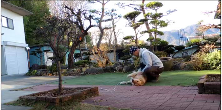 駄々っ子ゴールデンレトリバーはこれで解決?