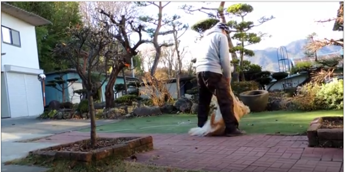駄々っ子ゴールデンレトリバーはこれで解決?