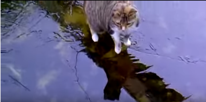 氷の上を歩く猫、危機感が一瞬で薄れる瞬間