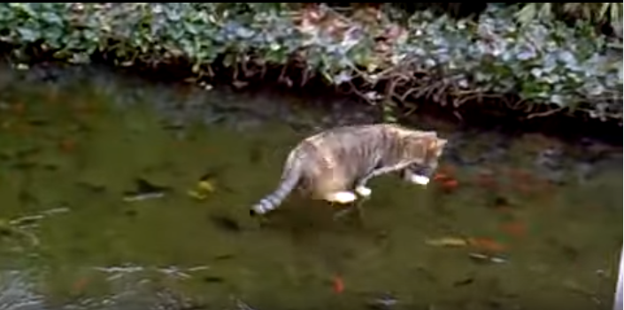 氷の上を歩く猫、危機感が一瞬で薄れる瞬間
