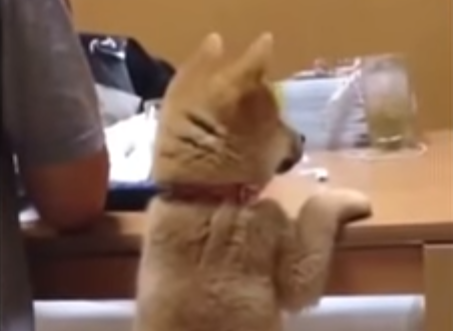 いたずら大好き!?叱られた子犬の反応