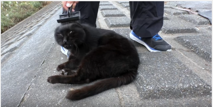 野良猫のブラッシング、反応が面白くてつい・・