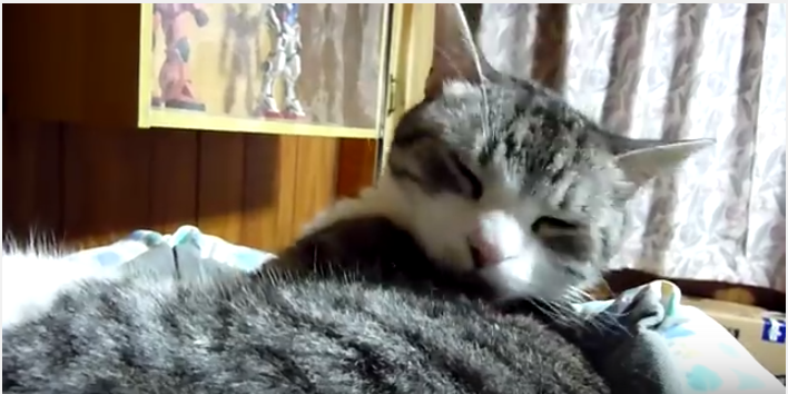 目力の強い猫と、毛繕いの邪魔をする飼い主さん