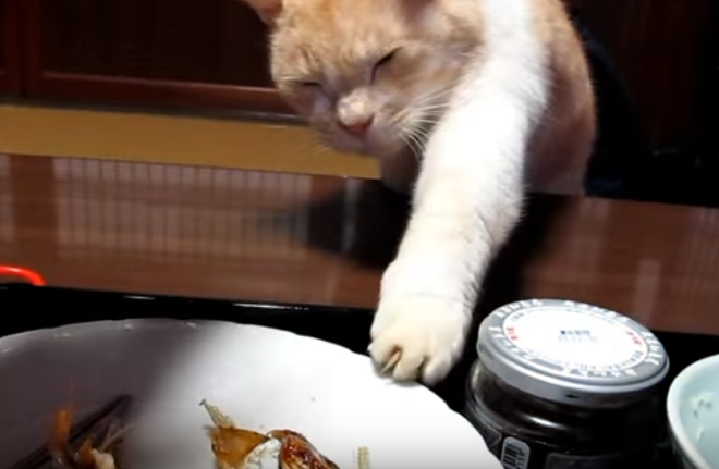 ものすごくコッソリ魚を取る猫