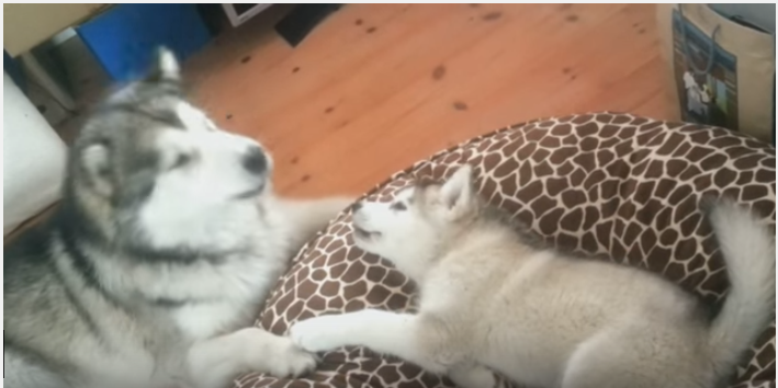 子犬に遠吠えを教えるアラスカンマラミュート