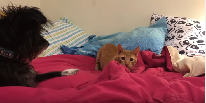 猫の戦闘態勢に、犬の取ったとっさの行動とは?