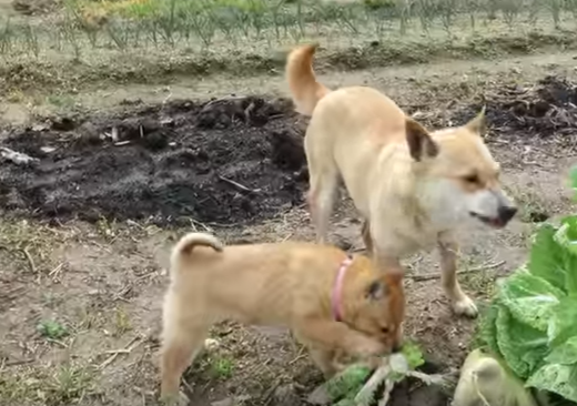 柴犬親子がむしゃむしゃ・・何を食べてるの!?