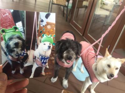 【平針駅】ペット・犬店内OK!ベーグルが美味しいカフェ「Ume Café(ウメカフェ)」【愛知県名古屋市名東区】