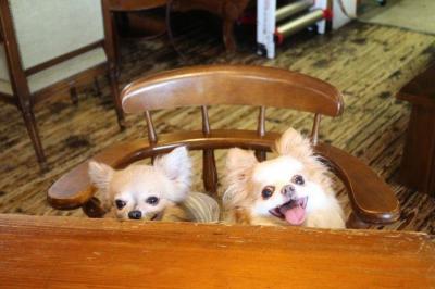 【阪和線日根野駅】どこか懐かしいドッグカフェ、ペット・犬同伴可「cherry-cafe(チェリーカフェ)」【大阪府泉佐野市日根野】