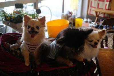 【阪和線日根野駅】どこか懐かしいドッグカフェ、ペット・犬同伴可「cherry-cafe(チェリーカフェ)」【大阪府泉佐野市日根野】