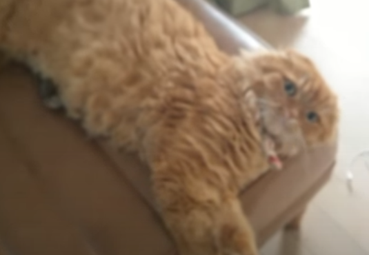 何でそんなところに!?猫のお腹に埋まる生き物
