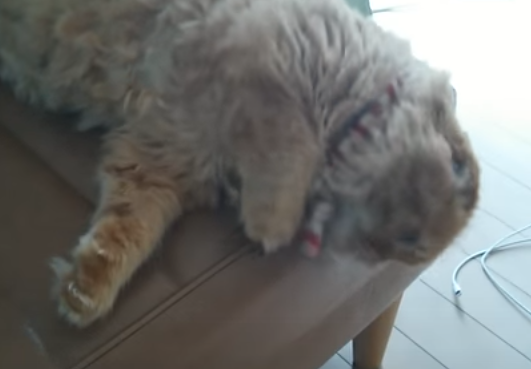 何でそんなところに!?猫のお腹に埋まる生き物