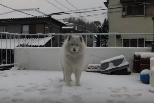 雪にはしゃぐサモエド、雪もサモエドも真っ白