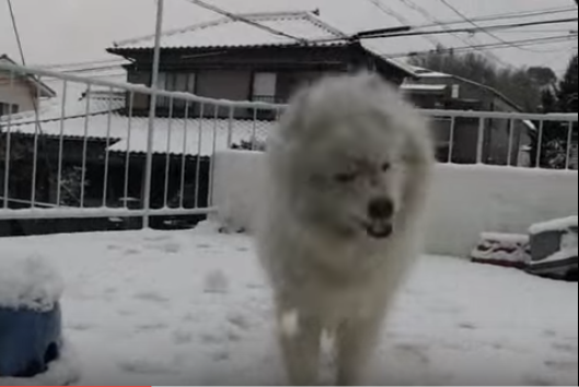 雪にはしゃぐサモエド、雪もサモエドも真っ白