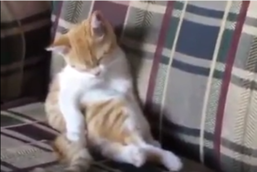 睡魔と戦いながらも姿勢を立て直す猫