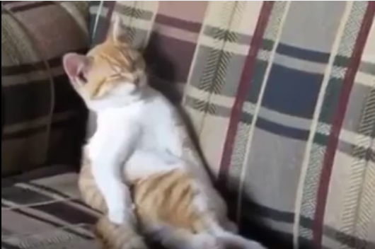 睡魔と戦いながらも姿勢を立て直す猫