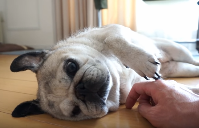 ちょっと強引!?必死におねだりするパグ犬
