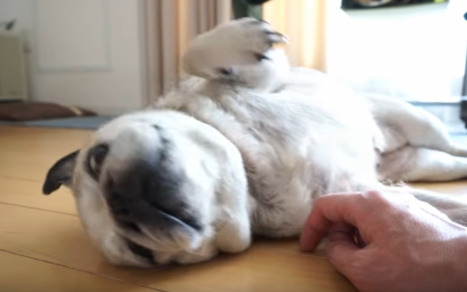ちょっと強引!?必死におねだりするパグ犬