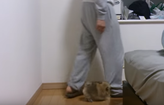 離れたくない!飼い主さん大好きなポメラニアン