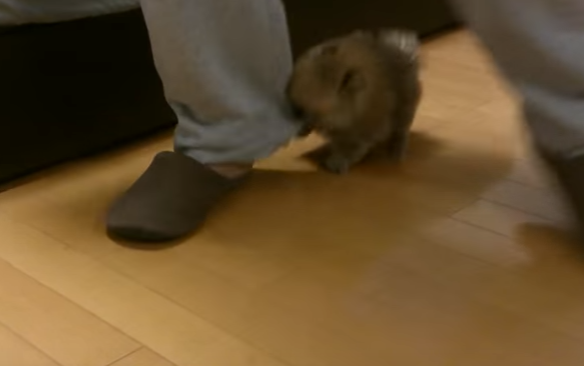 離れたくない!飼い主さん大好きなポメラニアン