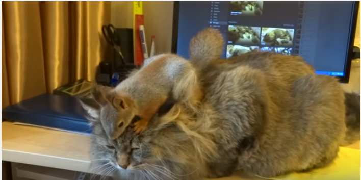 毛繕いするリスに困惑気味の猫