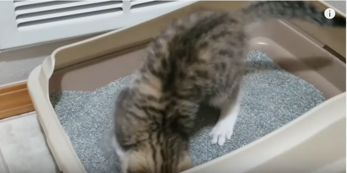 子猫のトイレ事情は色々と複雑です