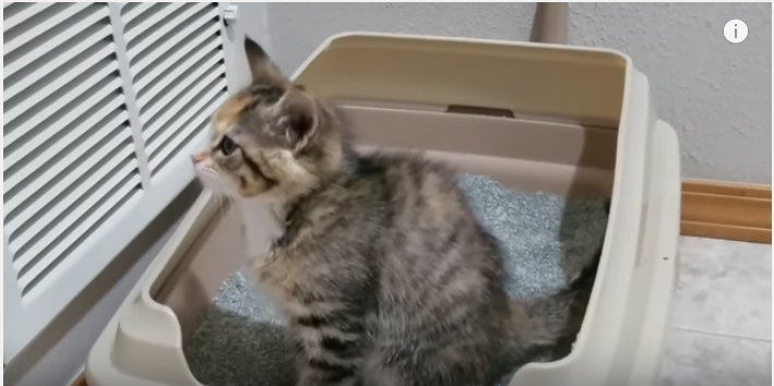 子猫のトイレ事情は色々と複雑です