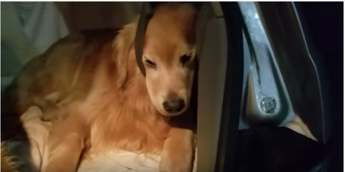 シートベルトの使い方を間違えている犬