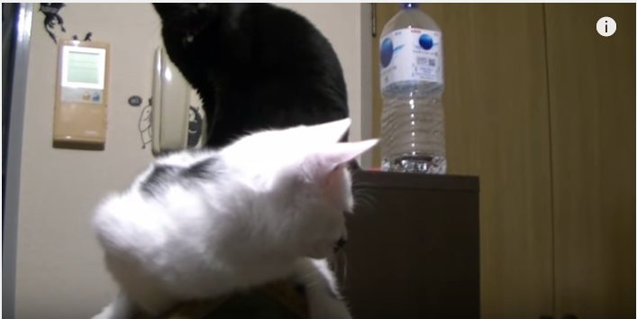 三角屋根の上に猫、まるでスヌーピー