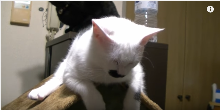 三角屋根の上に猫、まるでスヌーピー