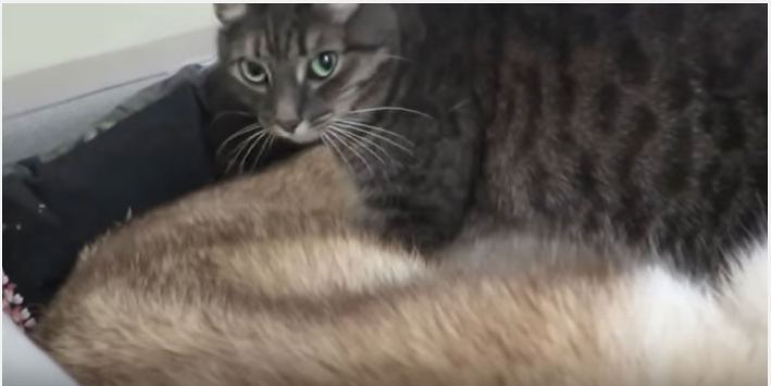 ハスキー犬の間に入って、ふみふみする猫