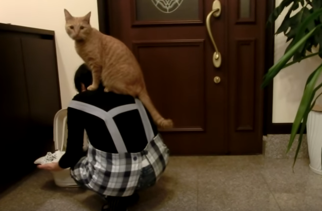 飼い主さんを踏み台にする猫たち