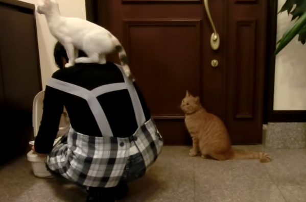 飼い主さんを踏み台にする猫たち