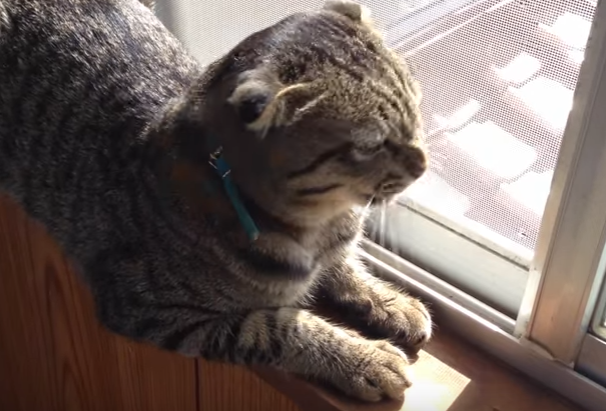 猫がチュンチュン!?鳥の鳴き真似をする猫