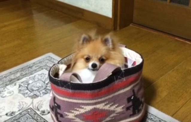まるでびっくり箱!?飛び出すポメラニアン