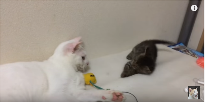 感動!地震で保護猫と先住猫の間に生まれたもの