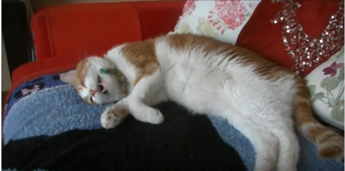 お話中に口を開けたまま寝落ちする猫