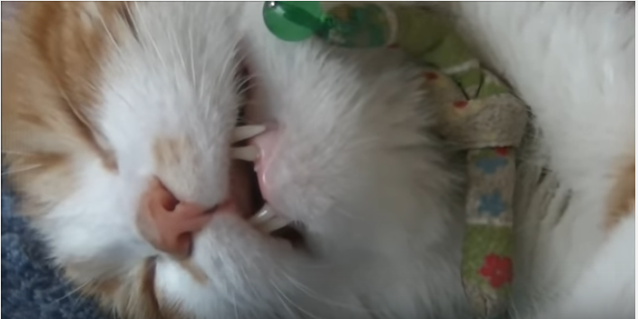 お話中に口を開けたまま寝落ちする猫