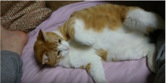 ブラッシングにグーパーとフミフミが可愛い猫