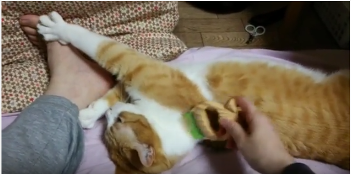 ブラッシングにグーパーとフミフミが可愛い猫