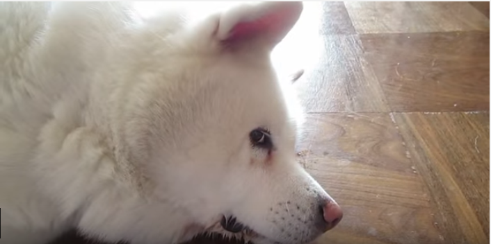 秋田犬、サークルより廊下の方が涼しいの!