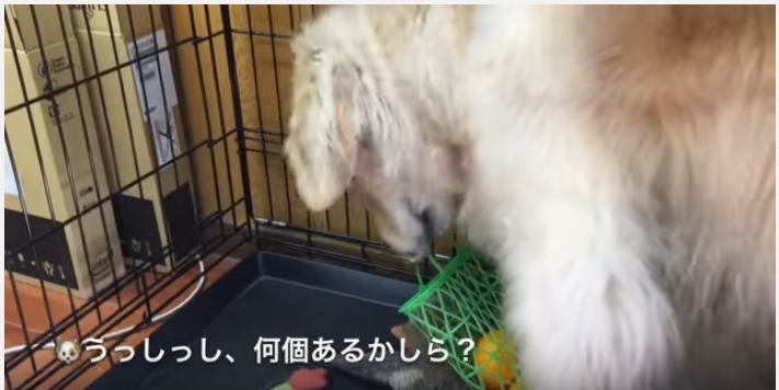 楽しいみかん狩りの後は?ゴールデンレトリバー